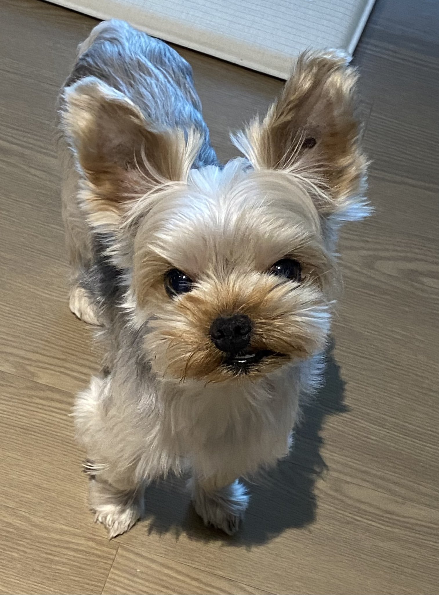 크면 색깔 변하는 요키들 | 인스티즈