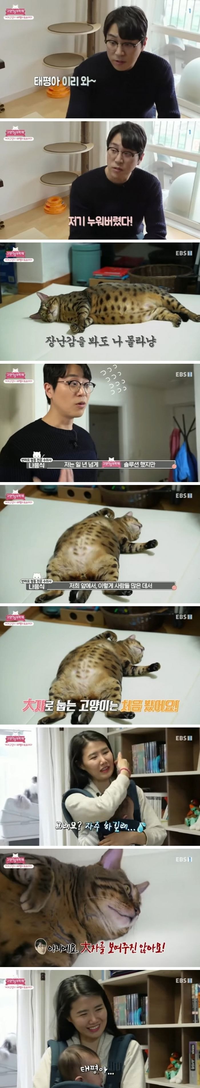 방송 촬영중 드러누운 뚱냥이 | 인스티즈