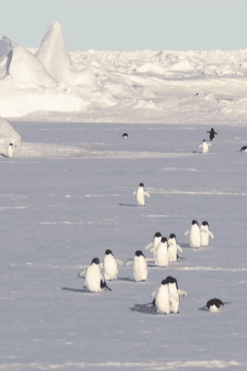 내가 펭귄이었다면 어떤 펭인지 찾아보는 글.gif | 인스티즈