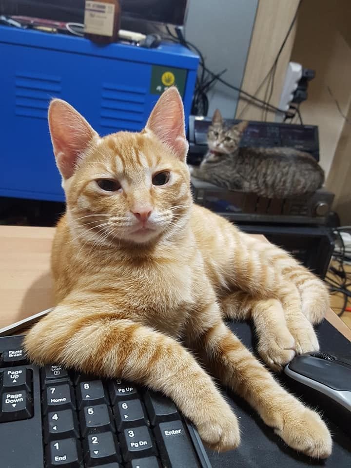 고양이 때문에 안전핀 꽂은 루리웹인 | 인스티즈