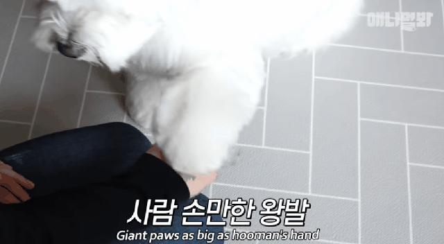 13kg 말티즈.gif | 인스티즈