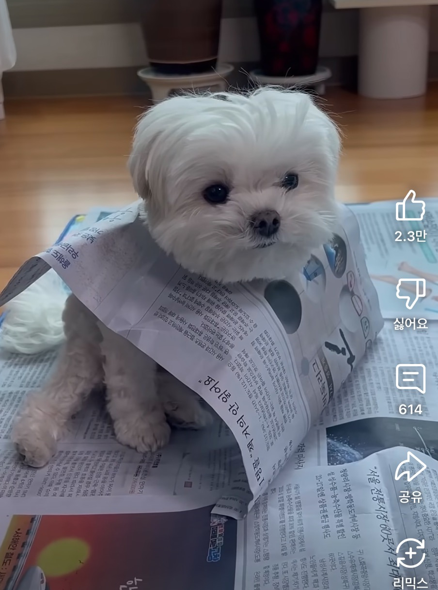 전 부치는거 구경하는 강아지 | 인스티즈