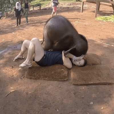 귀여운 아기코끼리 | 인스티즈