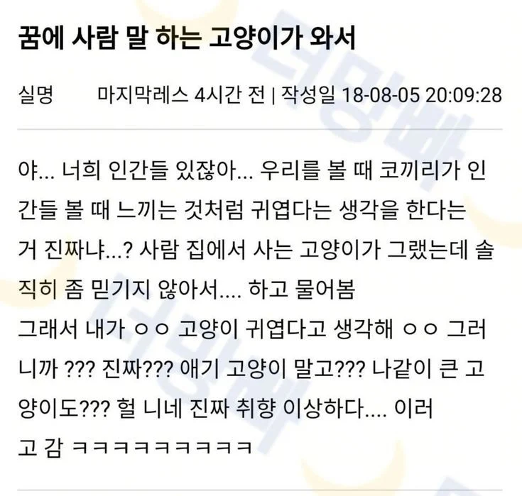 인간아 너넨 어른 고양이가 귀여워? | 인스티즈