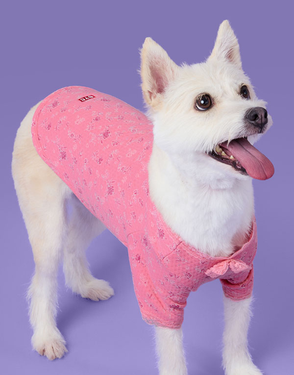 BYC에서 강아지용 깔깔이, 빨간내복, 김장내복 출시(Feat. 감다살) | 인스티즈