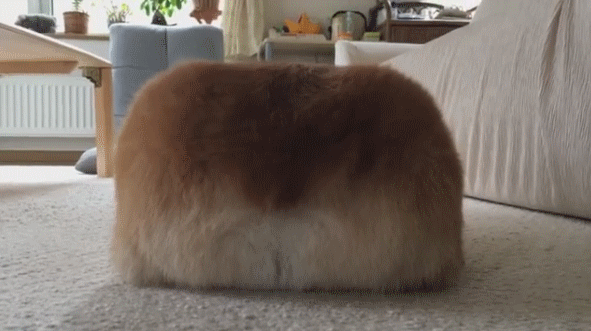 음식인척하는 반려동물 사진 | 인스티즈