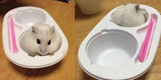 음식인척하는 반려동물 사진 | 인스티즈