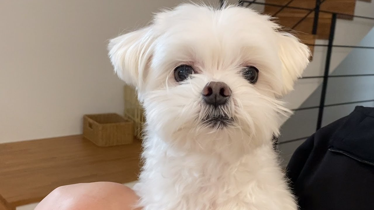 여시네 강아지 고양이가 마라탕 엽떡 마라곱도리탕 같은거 쫀득하게 먹어도 ㄱㅊ? | 인스티즈