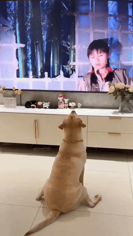 강시 보고 놀라는 강아디.gif | 인스티즈