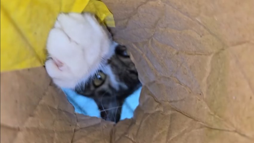 [haha ha] 구멍 속에 숨은 쥐의 시점(양어장 고양이들) | 인스티즈