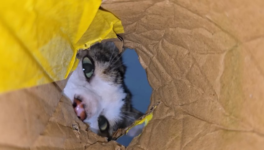 [haha ha] 구멍 속에 숨은 쥐의 시점(양어장 고양이들) | 인스티즈