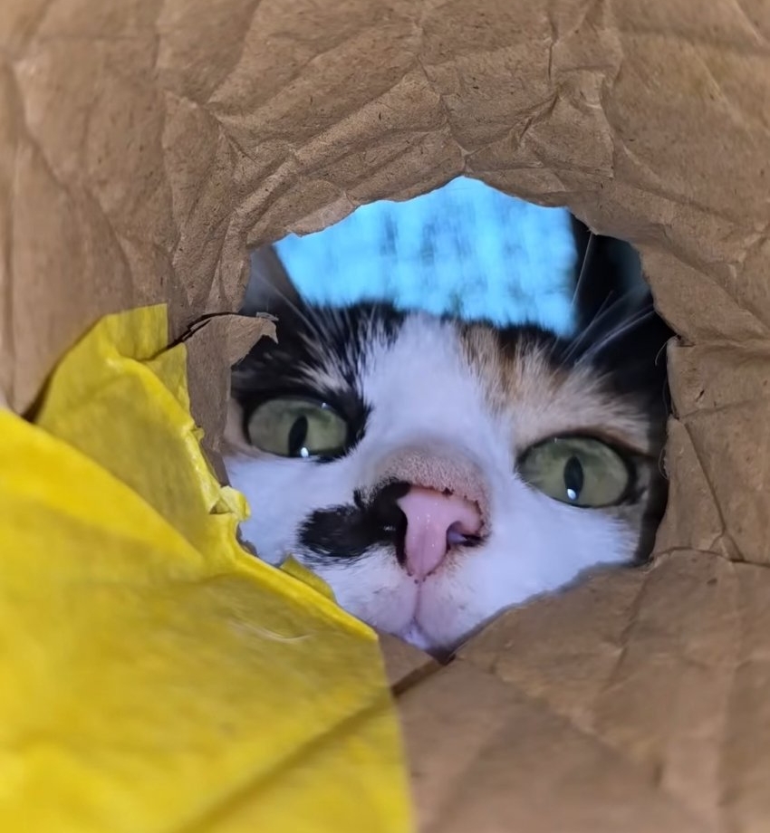 [haha ha] 구멍 속에 숨은 쥐의 시점(양어장 고양이들) | 인스티즈