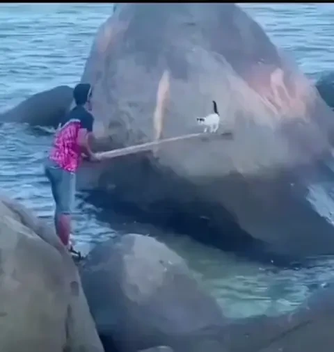 고립된 아기고양이 구조하기 | 인스티즈