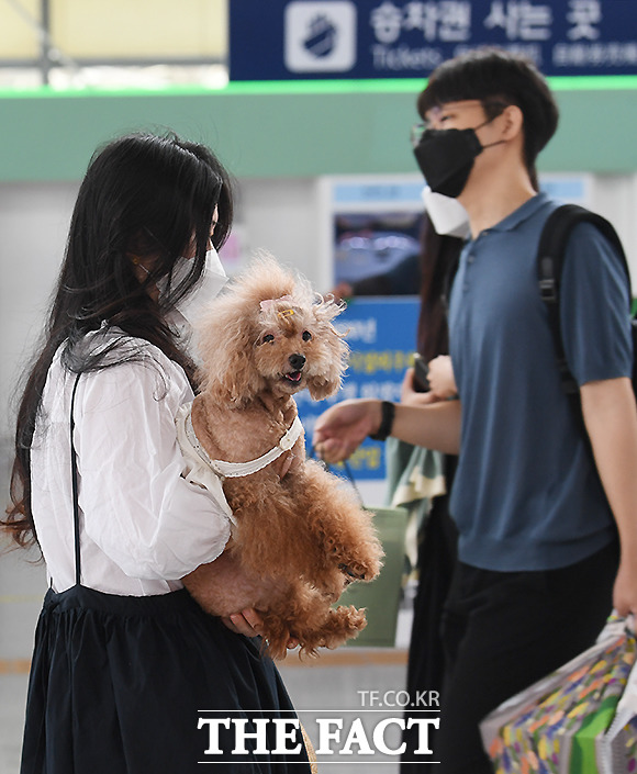 설 쇠러 할머니댁 가는 K 강아지들🐶 | 인스티즈