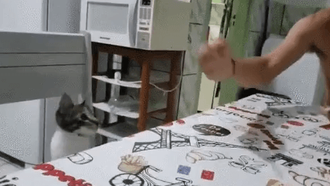 마술 리액션 혜자인 고양이들.gif | 인스티즈