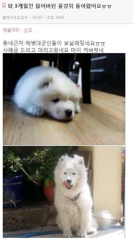 3개월 전 잃어버렸던 강쥐가 돌아왔는데 헐.. | 인스티즈