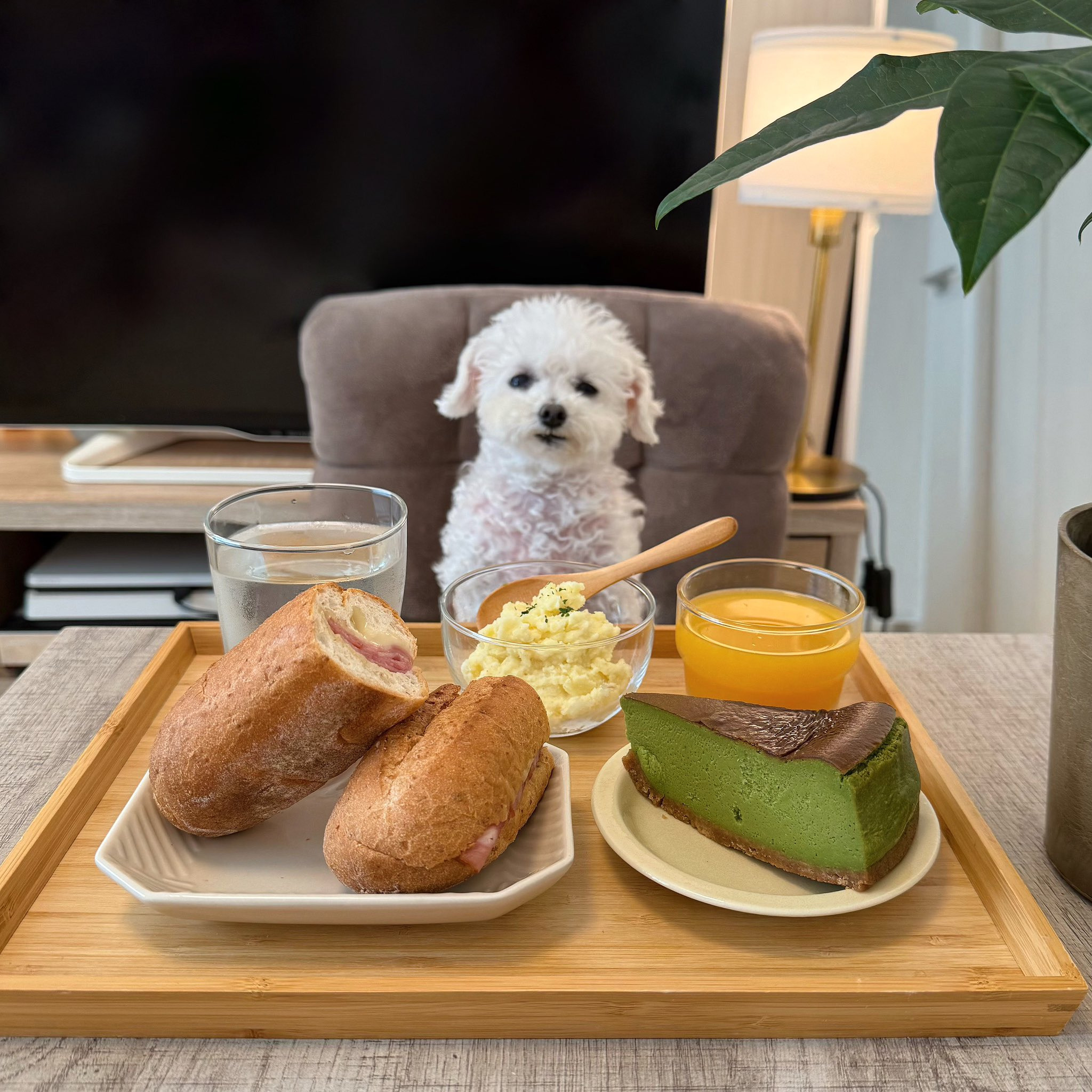 반려견과 함께 밥먹는 사진으로 화제된 트위터 계정.jpg | 인스티즈