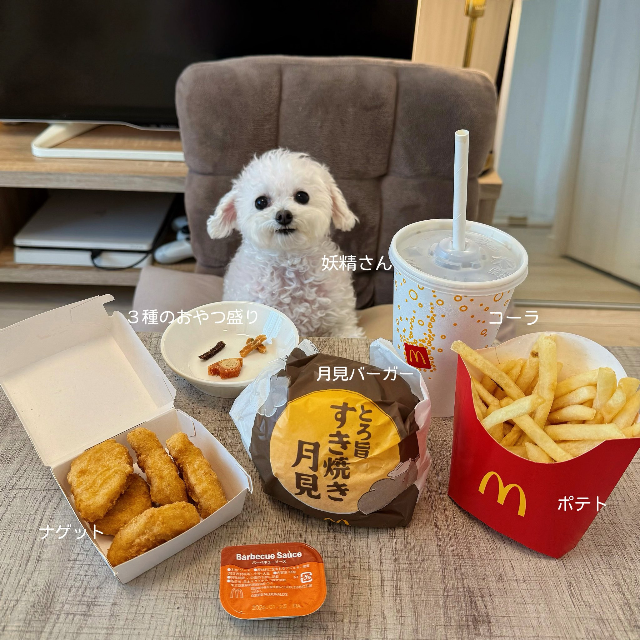 반려견과 함께 밥먹는 사진으로 화제된 트위터 계정.jpg | 인스티즈