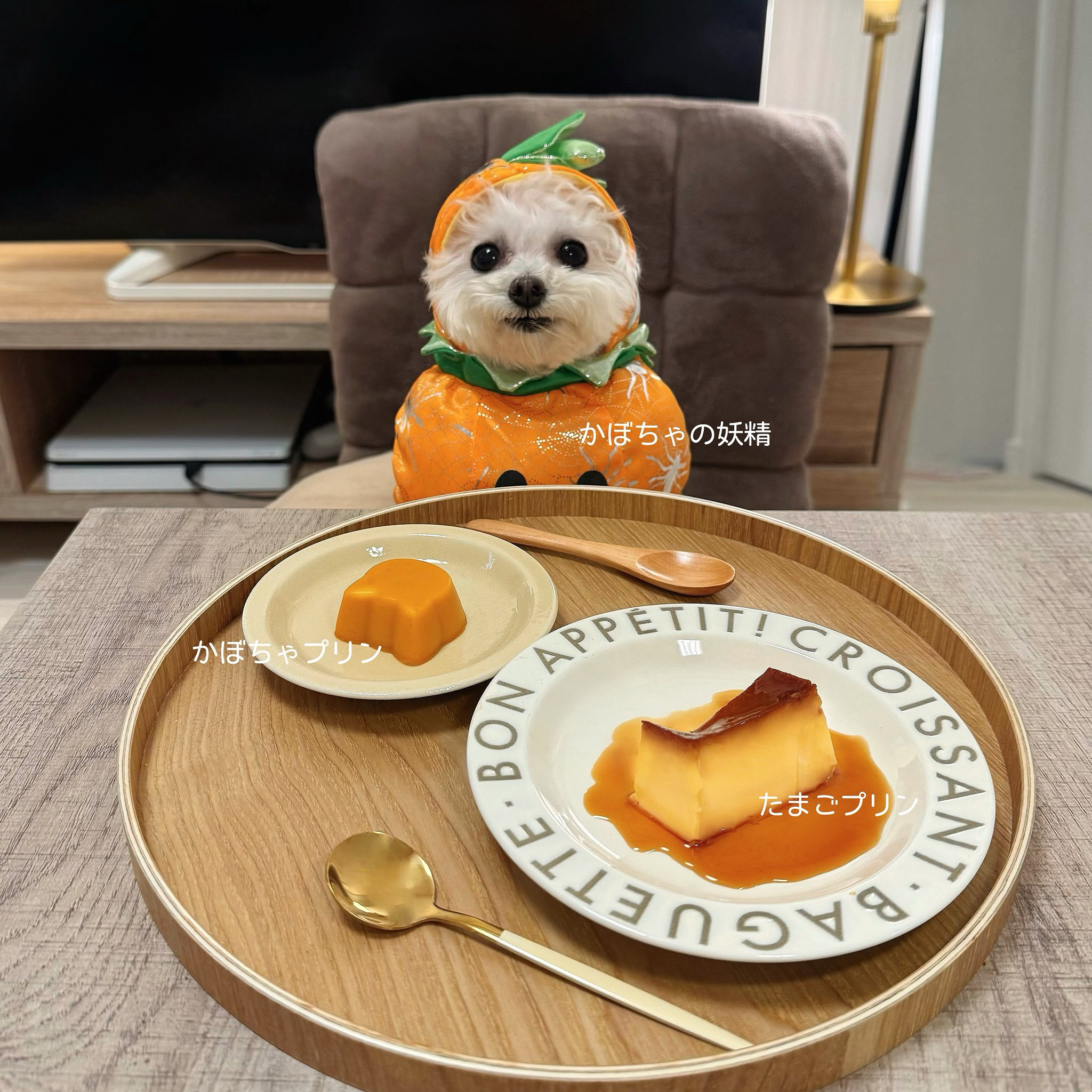 반려견과 함께 밥먹는 사진으로 화제된 트위터 계정.jpg | 인스티즈