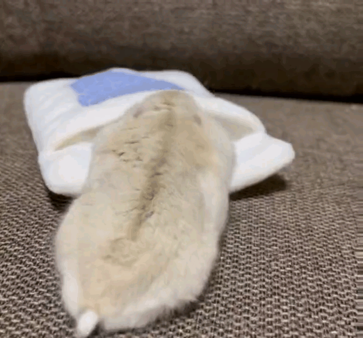 전용 이불 안에서 잘 준비하는 햄찌 | 인스티즈