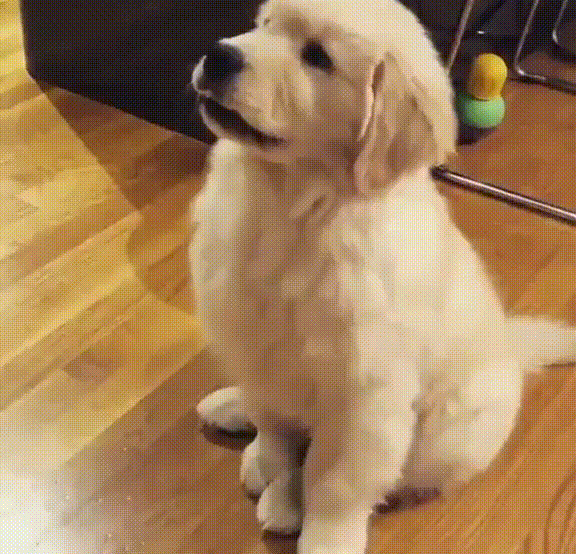 성격이 온순하고 사람을 사랑하고 잘 따르는 견종.gif | 인스티즈