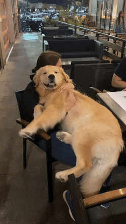 성격이 온순하고 사람을 사랑하고 잘 따르는 견종.gif | 인스티즈