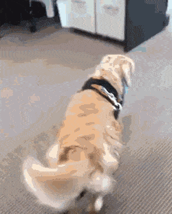 성격이 온순하고 사람을 사랑하고 잘 따르는 견종.gif | 인스티즈