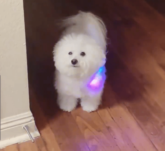 산책용 목걸이 착용한 비숑 | 인스티즈