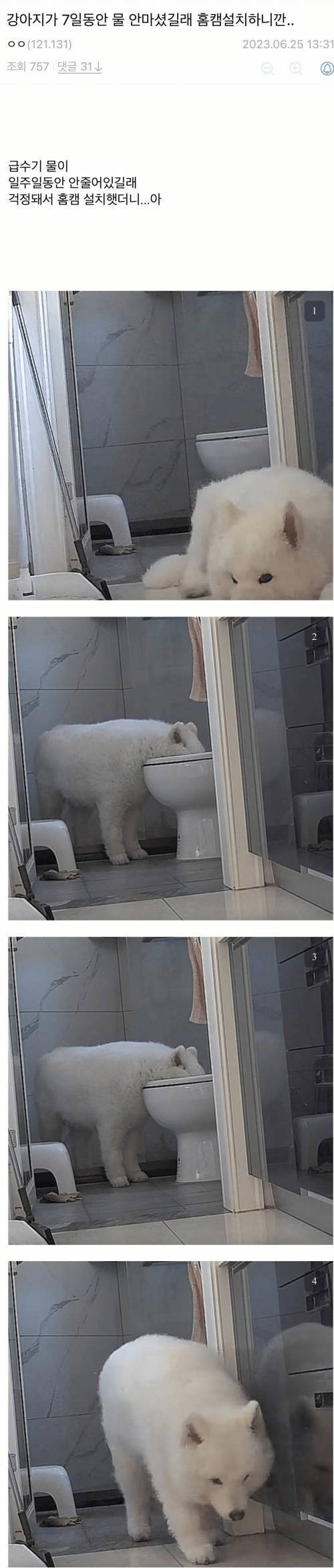 강아지가 7일동안 물 안마셔서 홈캠 설치했더니.jpg | 인스티즈