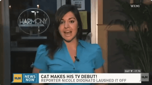 방송을 도와주는 고양이들 | 인스티즈