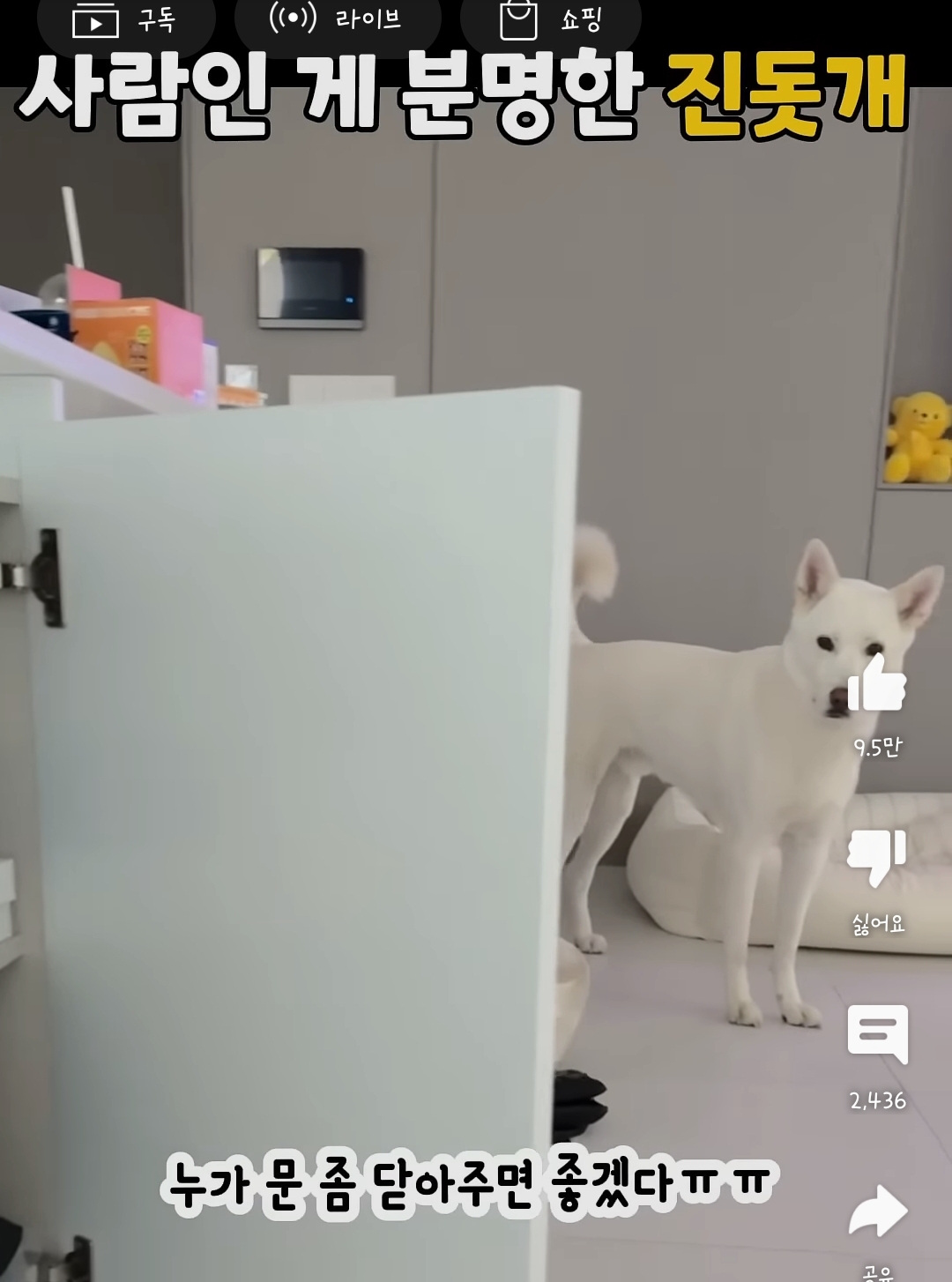 사람인 게 분명한 진돗개 | 인스티즈