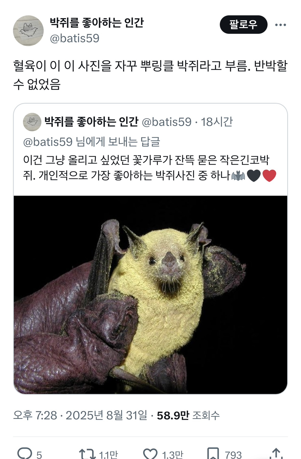 뿌링클박쥐 | 인스티즈