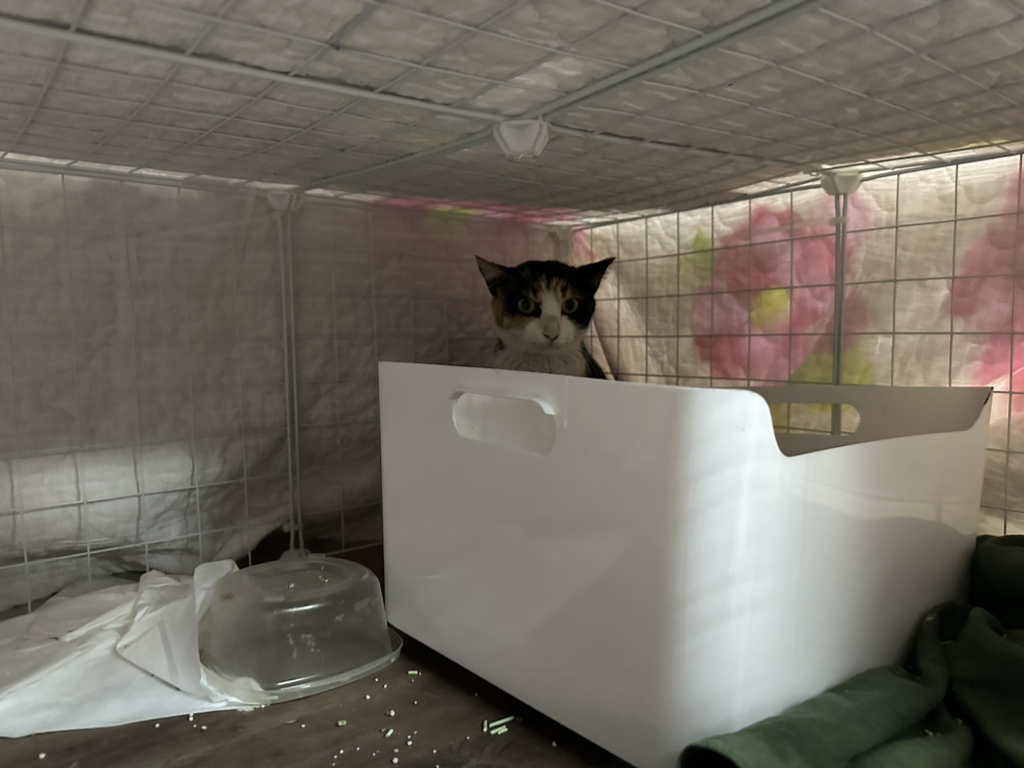 어미 길냥이 양갱이 이야기 | 인스티즈