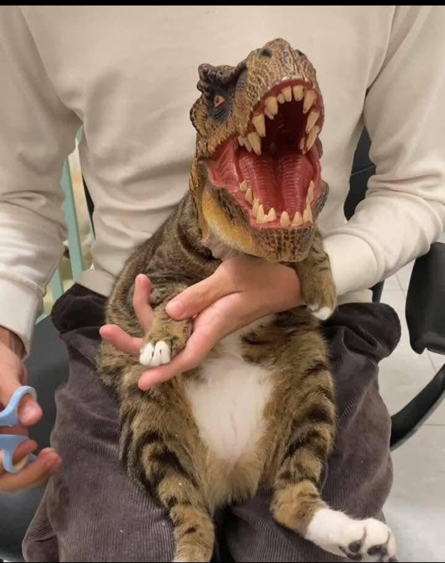 티라노의 발톱 | 인스티즈