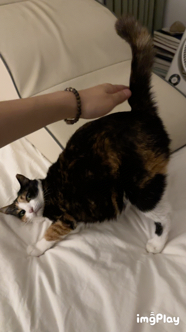 어미 길냥이 양갱이 이야기 | 인스티즈