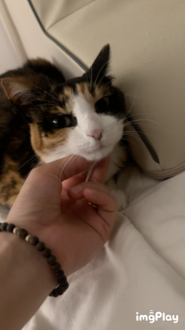 어미 길냥이 양갱이 이야기 | 인스티즈