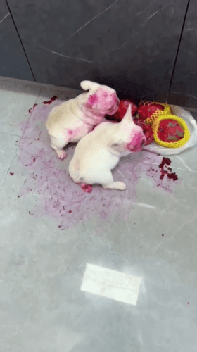 용과 먹는 갱얼쥐 🐶 | 인스티즈