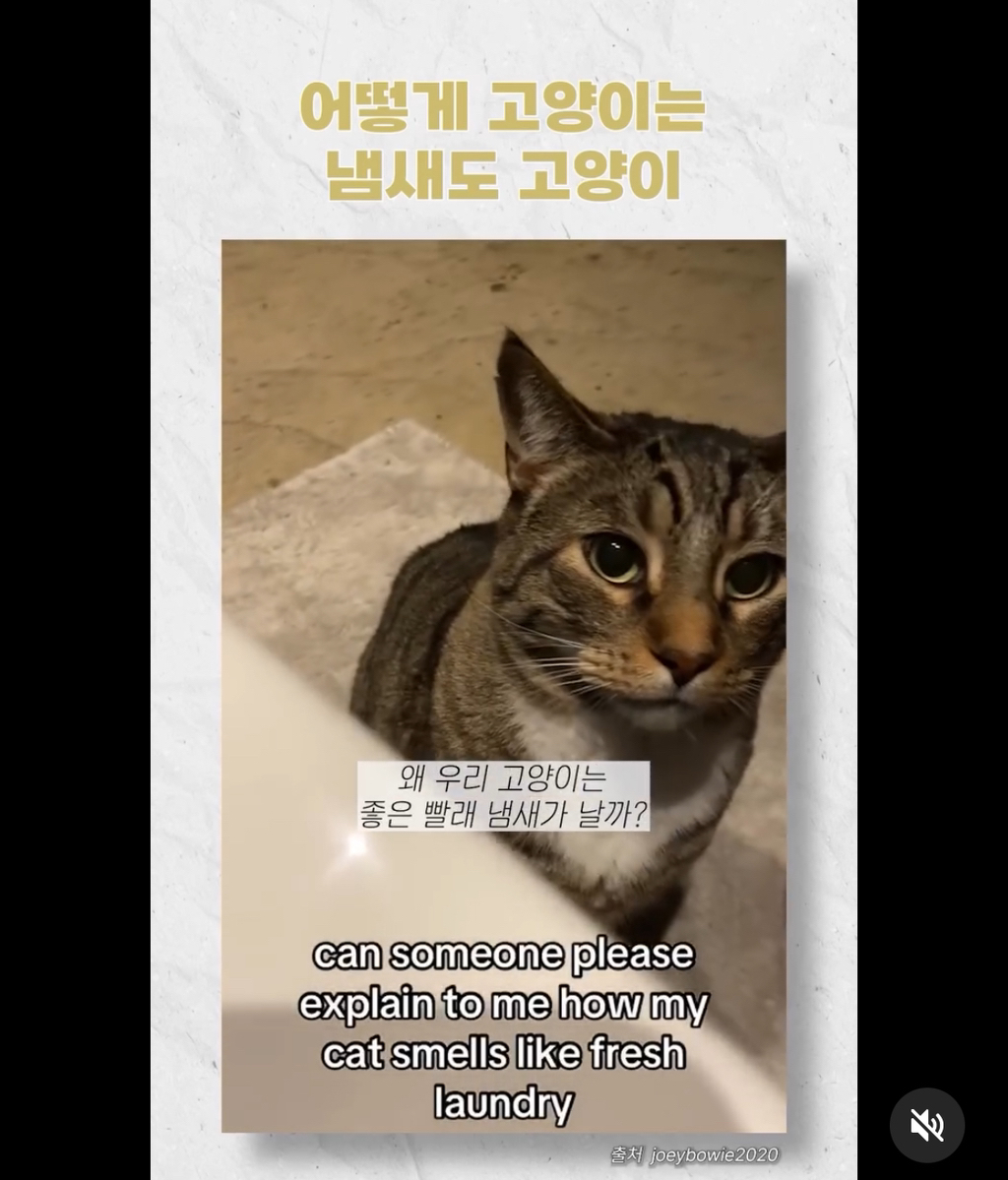 고양이 털 냄새가 신기한 집사 | 인스티즈