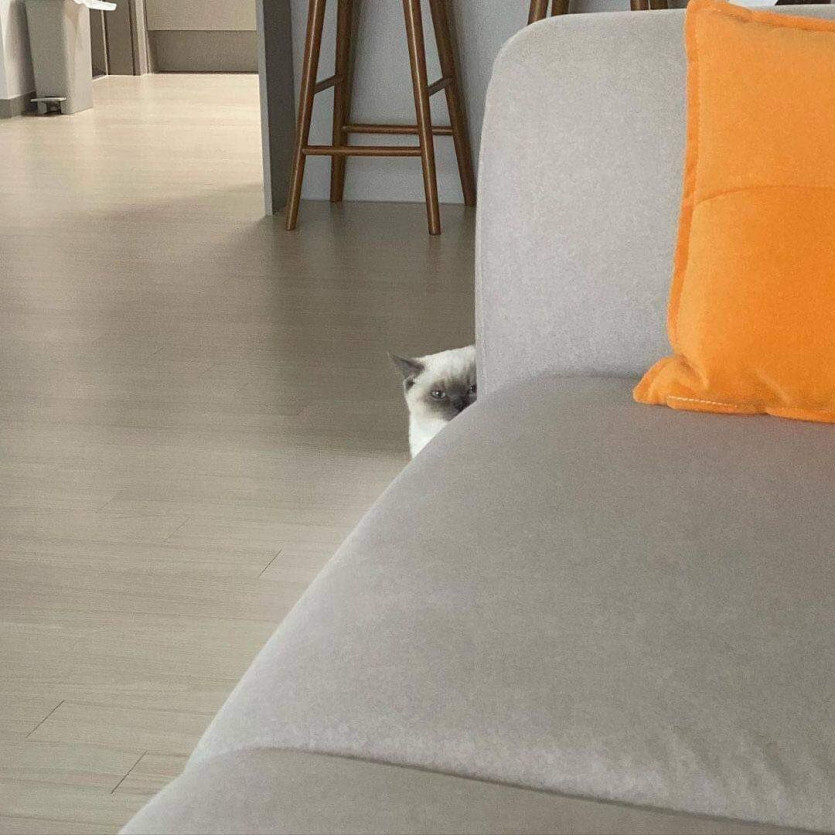 내가 못미더운 친구네 고양이 | 인스티즈