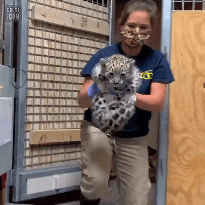 새끼표범 몸무게 재는법 | 인스티즈