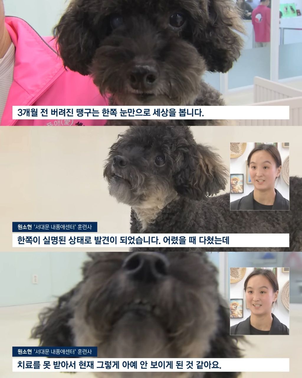 연휴때 더 많이 버려진다는 동물들 | 인스티즈