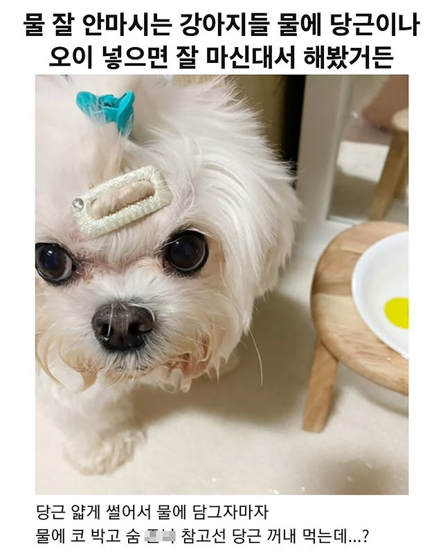 물 잘 안 마시는 강아지들 물에 당근이나 오이 넣으면 잘 마신대서 해봤거든 | 인스티즈