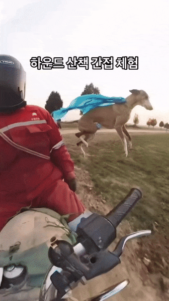 그레이하운드 산책 속도 | 인스티즈