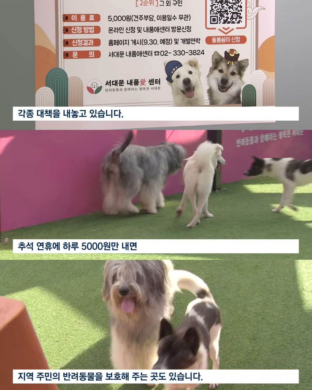 연휴때 더 많이 버려진다는 동물들 | 인스티즈