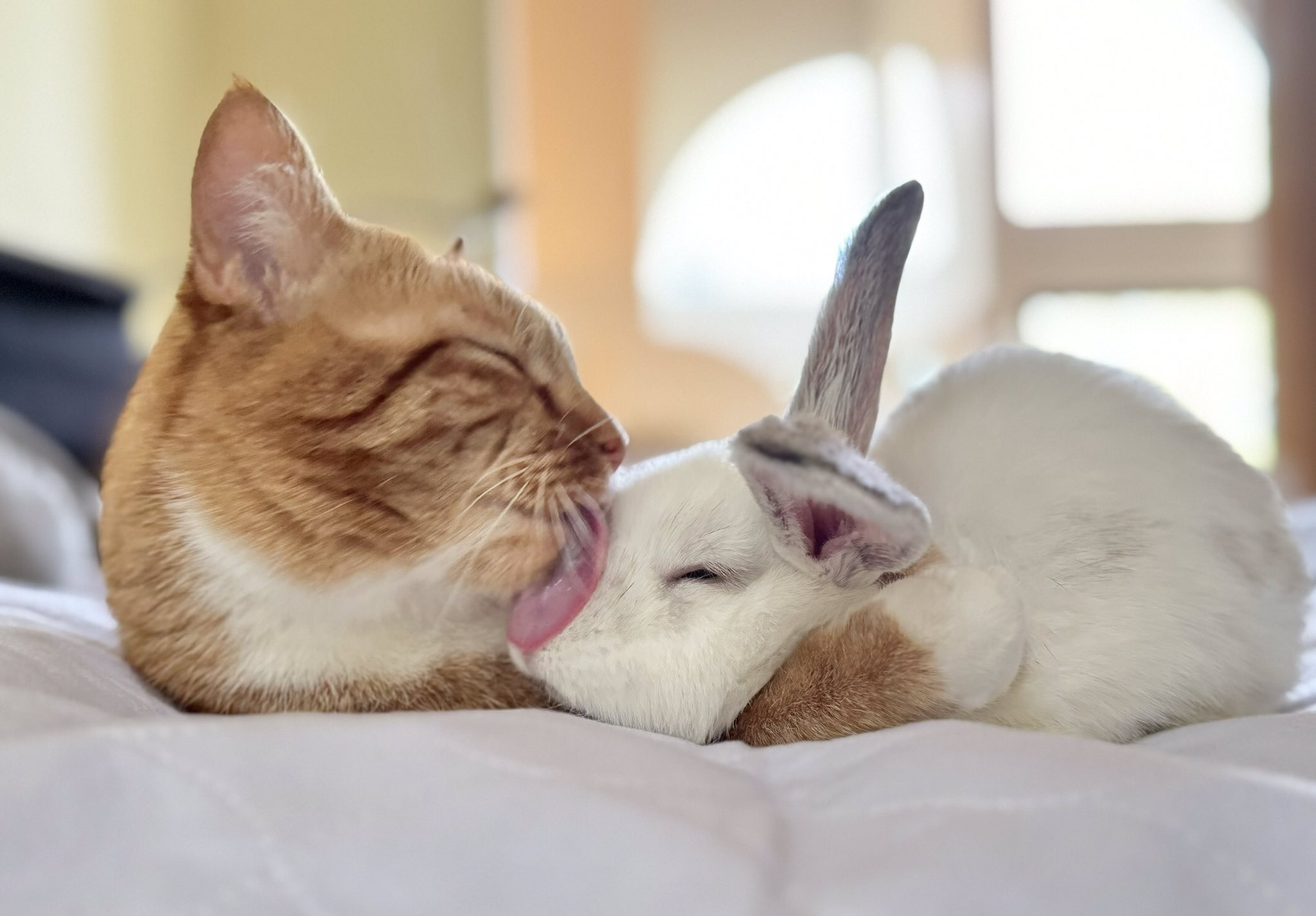 늦은 밤, 고양이가 침대에 누우면 토끼가 10초내에 신나서 등장한다 | 인스티즈