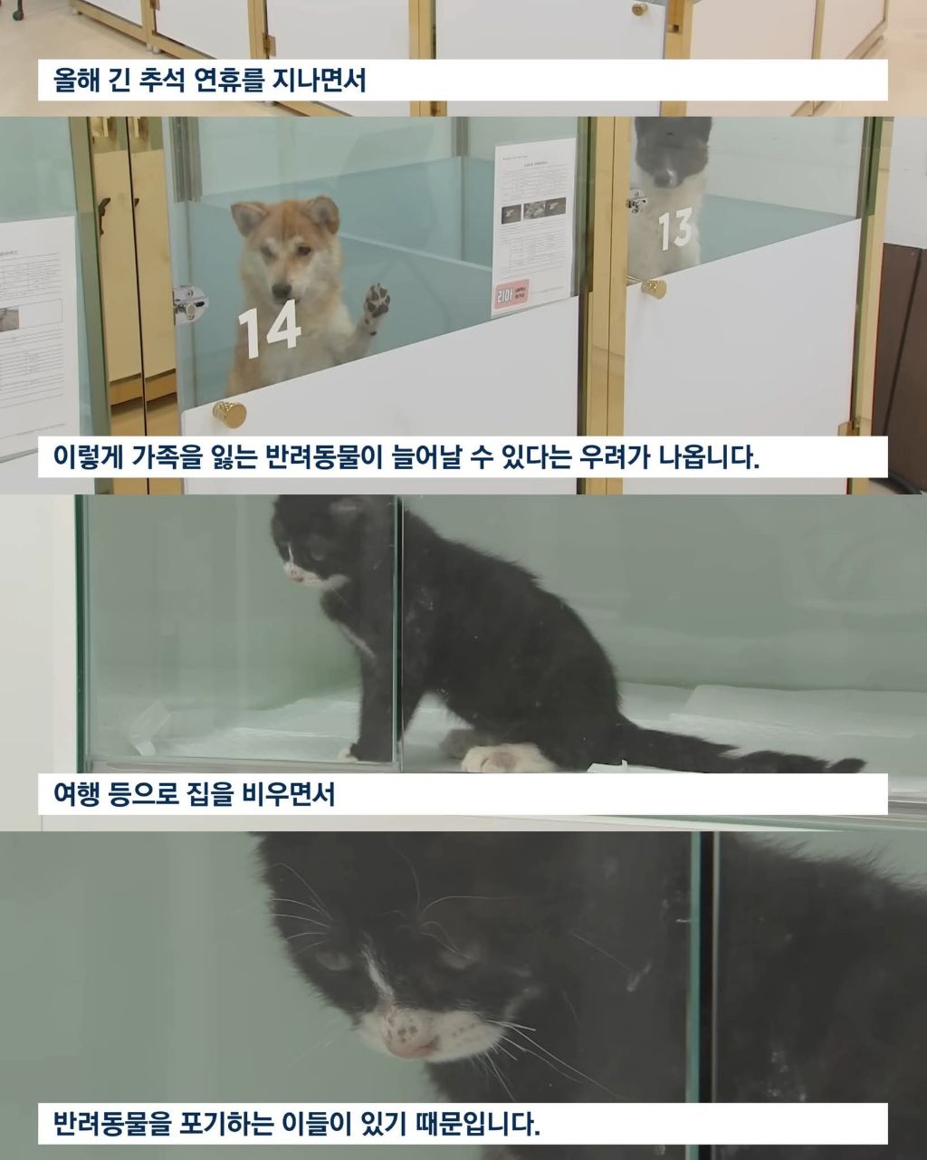 연휴때 더 많이 버려진다는 동물들 | 인스티즈