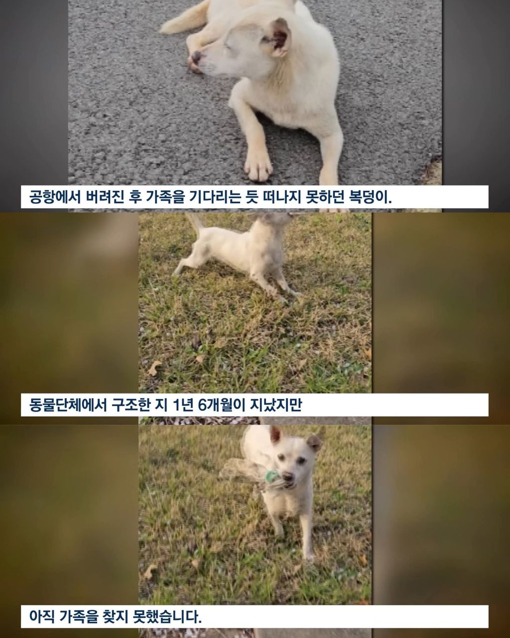 연휴때 더 많이 버려진다는 동물들 | 인스티즈