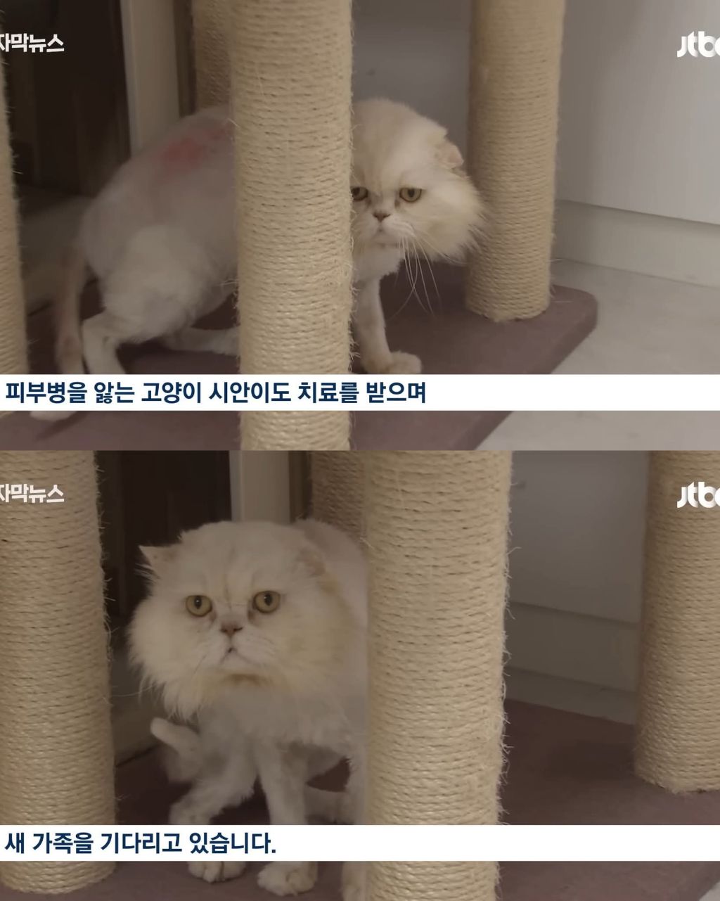 연휴때 더 많이 버려진다는 동물들 | 인스티즈