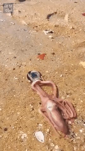 작은병에 들어가는 문어 | 인스티즈