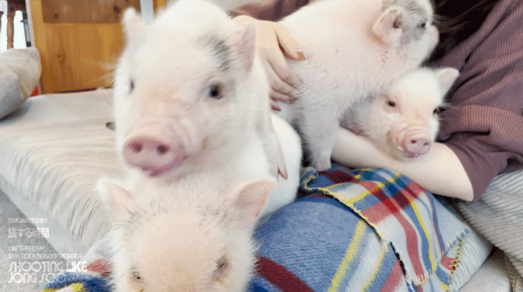 일본 도쿄의 미니어처 피그 카페.gif | 인스티즈